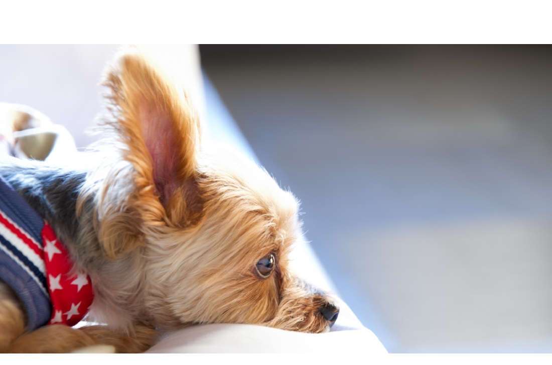 山梨 甲府で犬や猫をお探しなら ペットショップアプラス